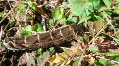 Theretra oldenlandiae oldenlandiae