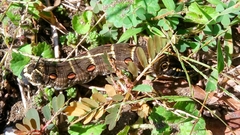 Theretra oldenlandiae oldenlandiae