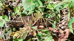 Theretra oldenlandiae oldenlandiae