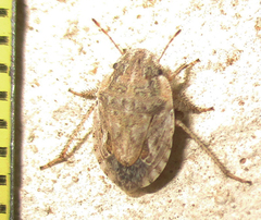 Sciocorini