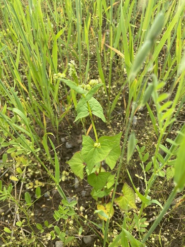Tartarian Buckwheat (Fagopyrum tataricum)