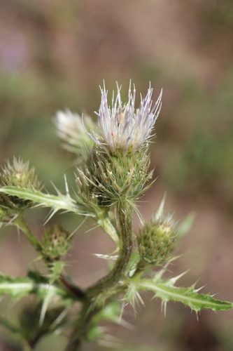 Cirsium clavatum var. americanum