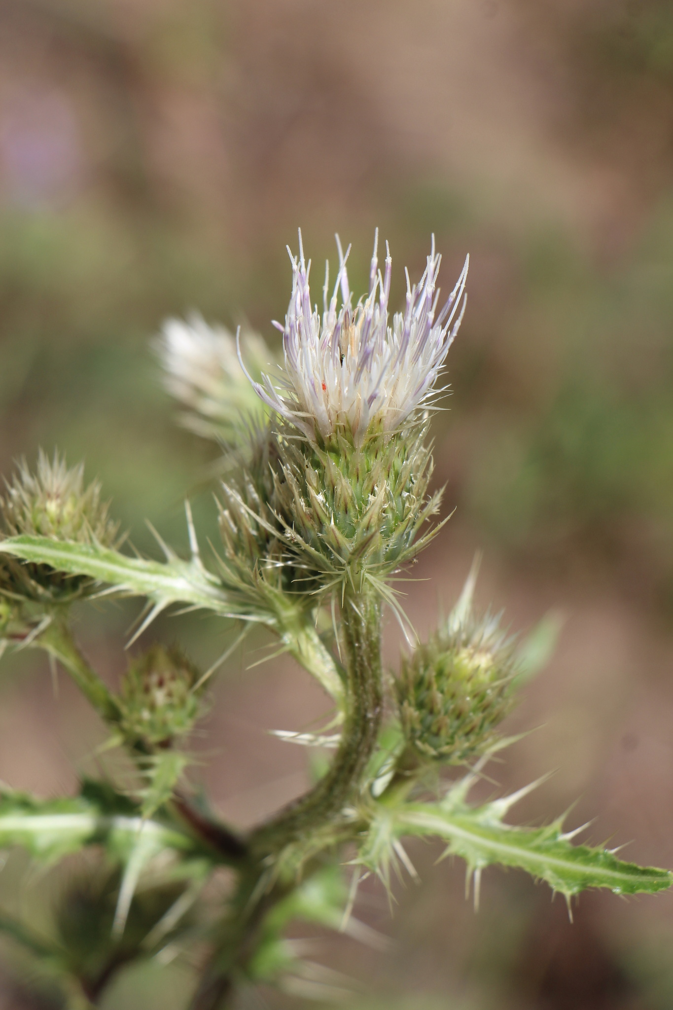 Cirsium clavatum var. americanum