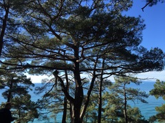 Pinus brutia pityusa