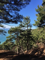 Pinus brutia pityusa