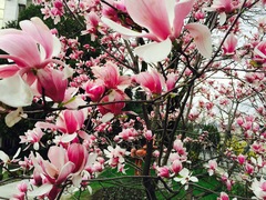 Magnolia × soulangeana