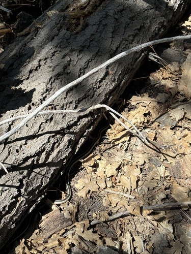 iNaturalist observation photo of Western Terrestrial Garter Snake