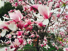 Magnolia × soulangeana