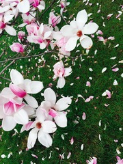 Magnolia × soulangeana