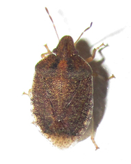 Humria bimaculicollis