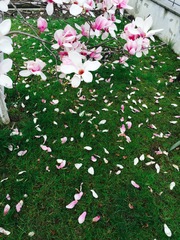 Magnolia × soulangeana