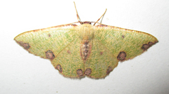 Celidomphax rubrimaculata