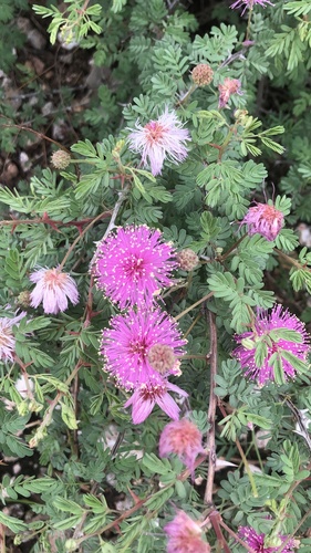 Mimosa emoryana