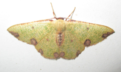 Celidomphax rubrimaculata