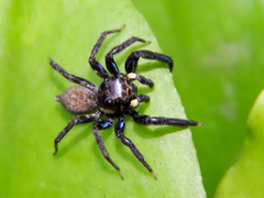 Chapoda