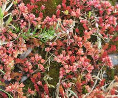 Crassula colligata colligata