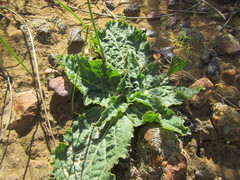 Lichtensteinia