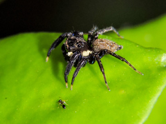 Chapoda