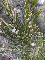 Leucopogon australis