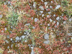 Crassula colligata colligata