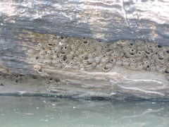 Petrochelidon fluvicola