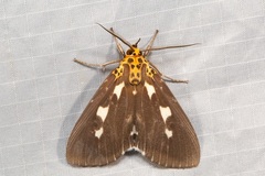Asota contorta