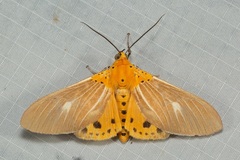 Asota producta