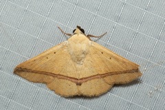 Armana nigraericta