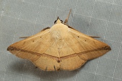 Armana nigraericta