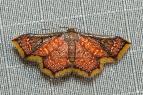 Enispa elataria (Walker, 1861)