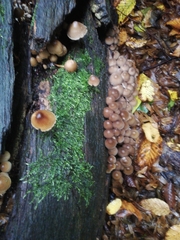 Mycena tintinnabulum