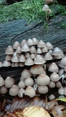 Mycena tintinnabulum