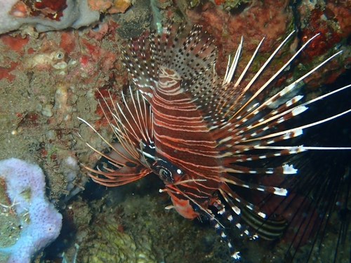 Common Lionfish