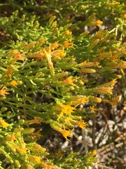 Ericameria paniculata