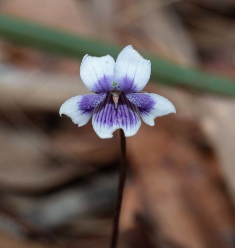 Ivy Leaved Violet