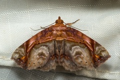 Eugnathia pulcherrima