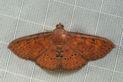 Homodes bracteigutta