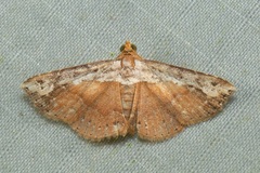 Lophoruza vacillatrix