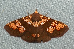 Saroba pustulifera
