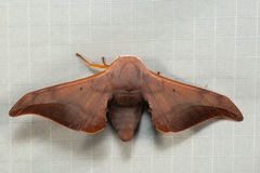 Comparmustilia sphingiformis