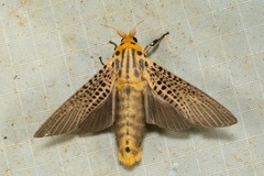 Bergaris lutescens
