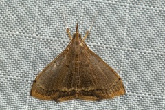 Clupeosoma