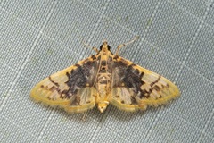 Noctuelia