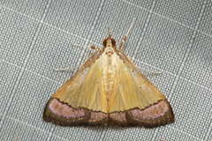 Pseudonoorda nigropunctalis