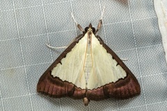 Pitama hermesalis