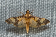 Orphanostigma