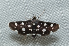 Bocchoris inspersalis