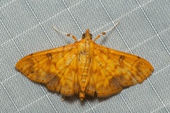 Pyrausta ochracealis