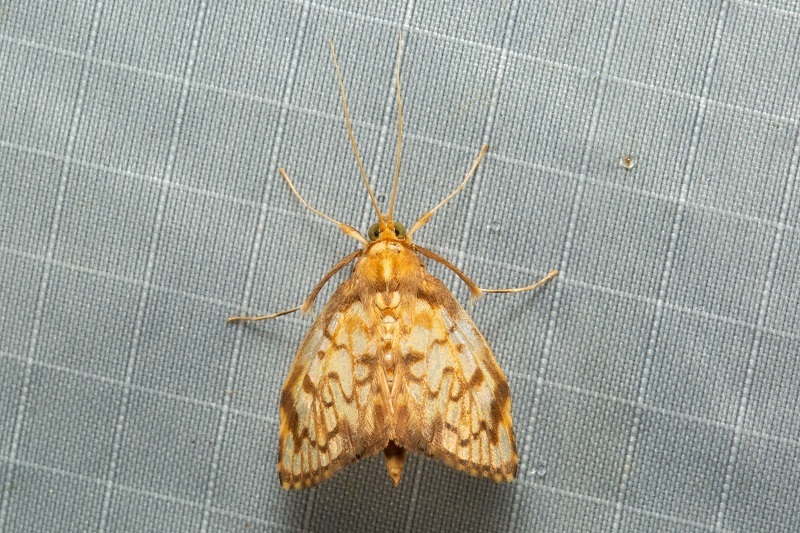 Neoanalthes pseudocontortalis