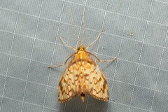 Neoanalthes pseudocontortalis